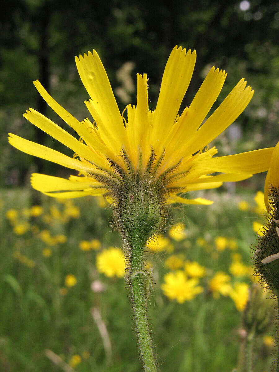 Image of Hieracium murorum subsp. murorum