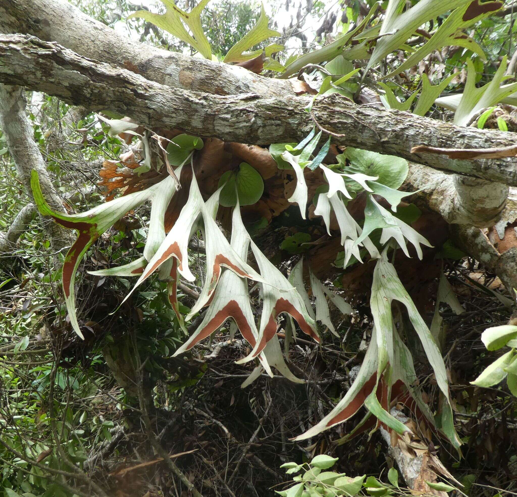 Image of Platycerium stemaria (P. Beauv.) Desv.