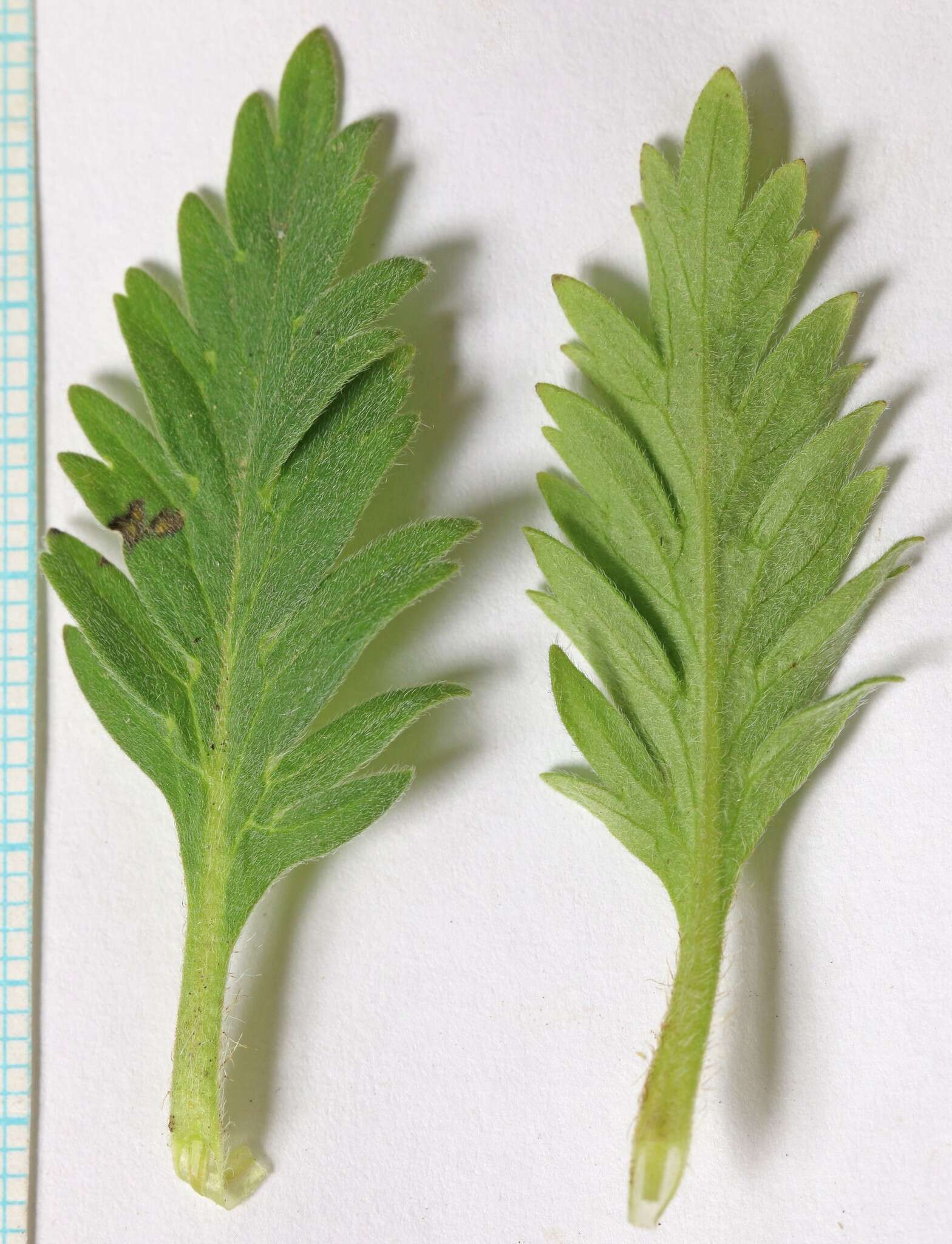 Image de Phacelia sericea subsp. ciliosa (Rydb.) G. W. Gillett