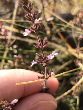 Image of Micromeria teneriffae (Poir.) Benth. ex G. Don