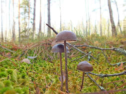 Image of Psilocybe fuscofulva Peck 1887