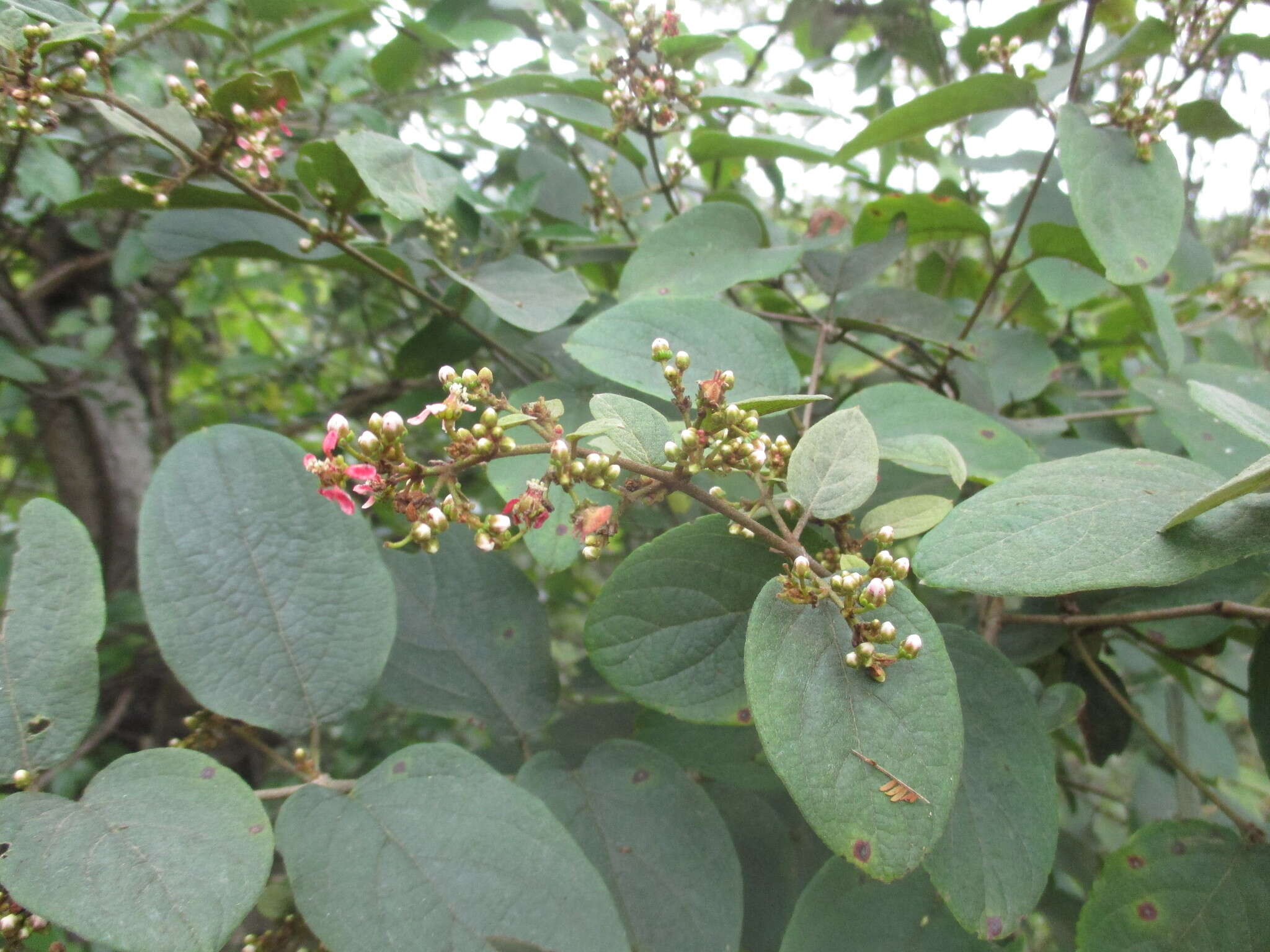 Plancia ëd Heteropterys brachiata (L.) DC.