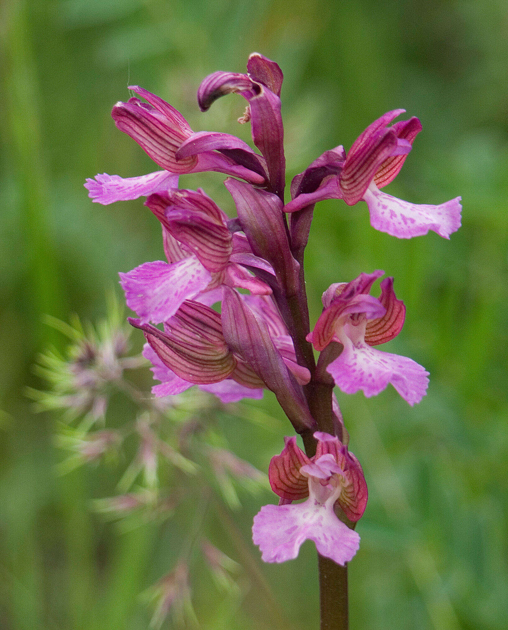 Image of <i>Anacamptis</i> × <i>gennarii</i>