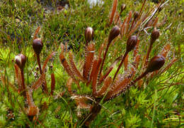 Image of Drosera arcturi Hook.