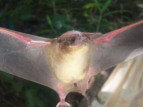 Image of Peters' Wrinkle-lipped Bat