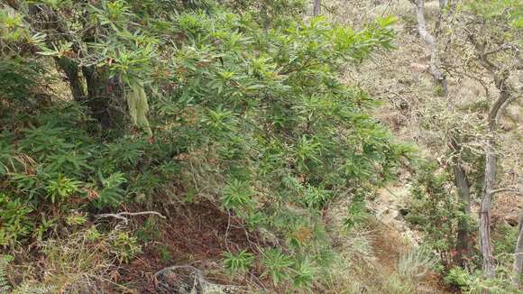 Image of fern-leaf Catalina ironwood