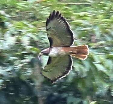 Buteo jamaicensis costaricensis Ridgway 1874 resmi