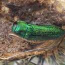 Image of Acmaeodera marginarcuata Westcott 1998