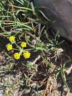 Bupleurum ranunculoides subsp. ranunculoides resmi