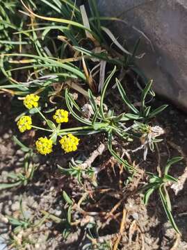 Image of Bupleurum ranunculoides subsp. ranunculoides