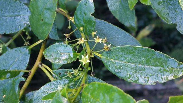 Слика од Rhamnus prinoides L'Her.