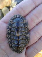 Image of West Indian green chiton