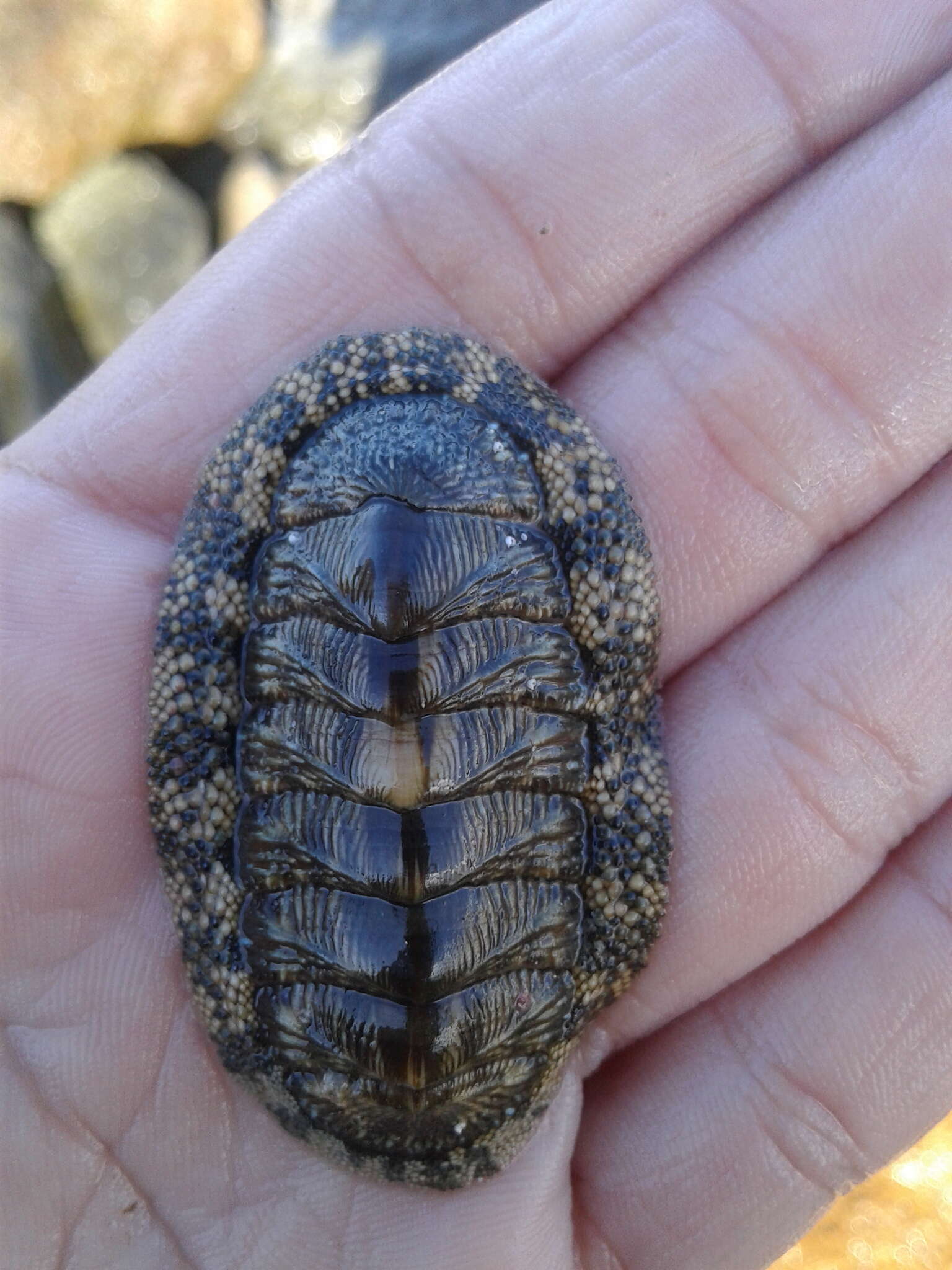 Image of West Indian green chiton