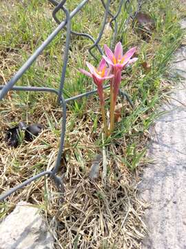 Imagem de Zephyranthes fosteri Traub