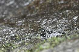 Image of Sabah Splash Frog