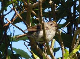 Image de Regulus regulus inermis Murphy & Chapin 1929