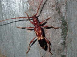 Image of Coptocercus abberrans (Newman 1840)