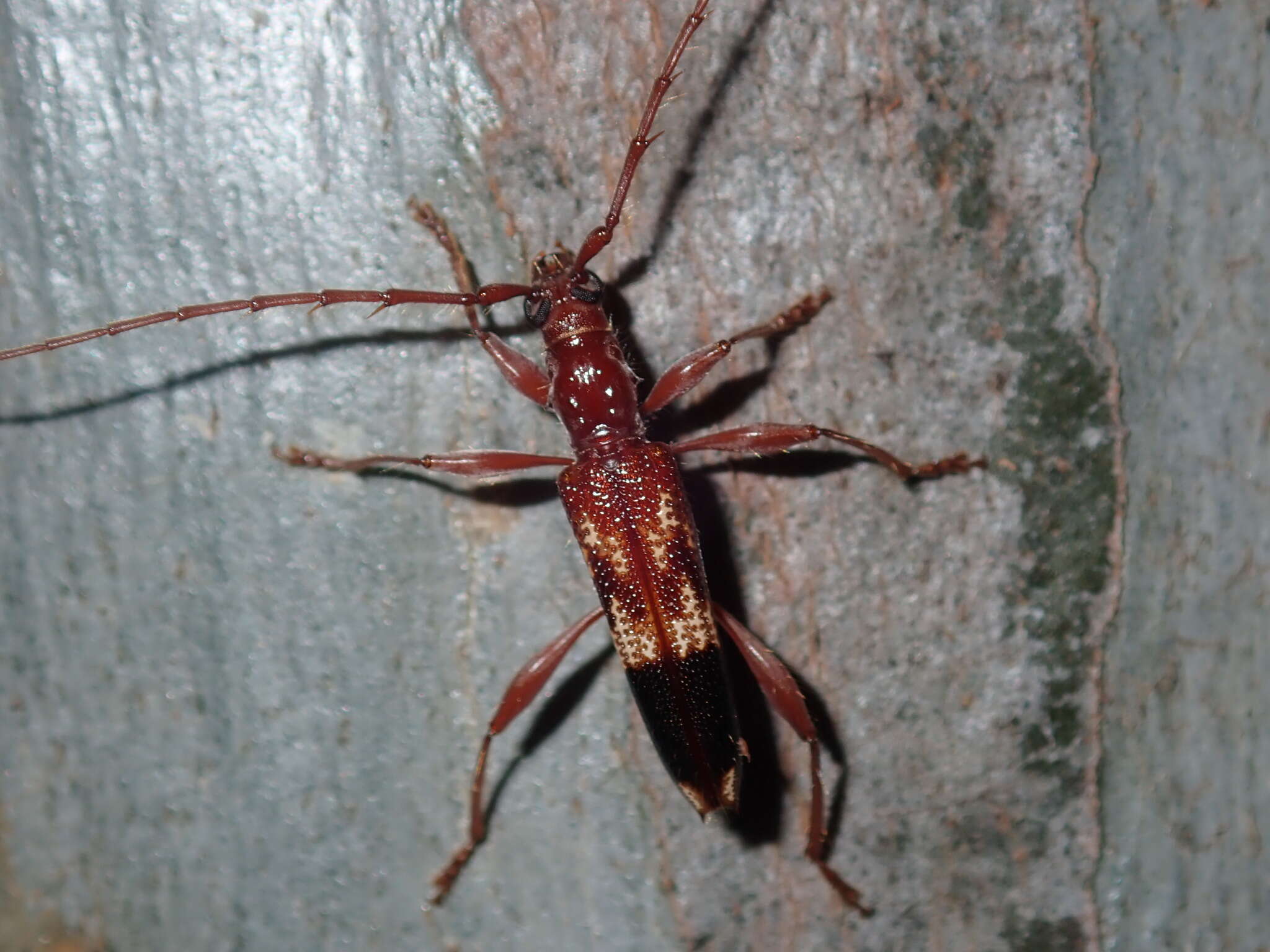 Image of Coptocercus abberrans (Newman 1840)