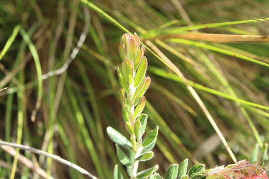 Imagem de Gaylussacia buxifolia Kunth