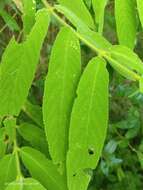 Image of Callicarpa pilosissima Maxim.