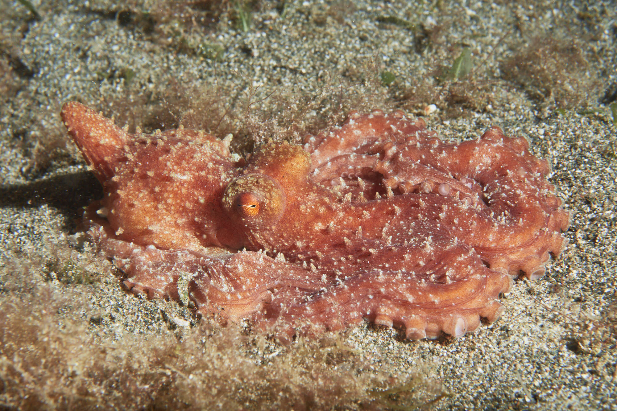 Image of Starry night octopus