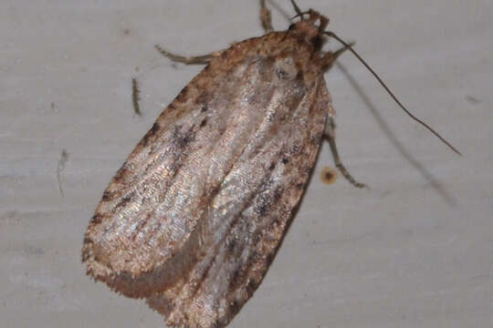 Image of Agonopterix canadensis Busck 1902