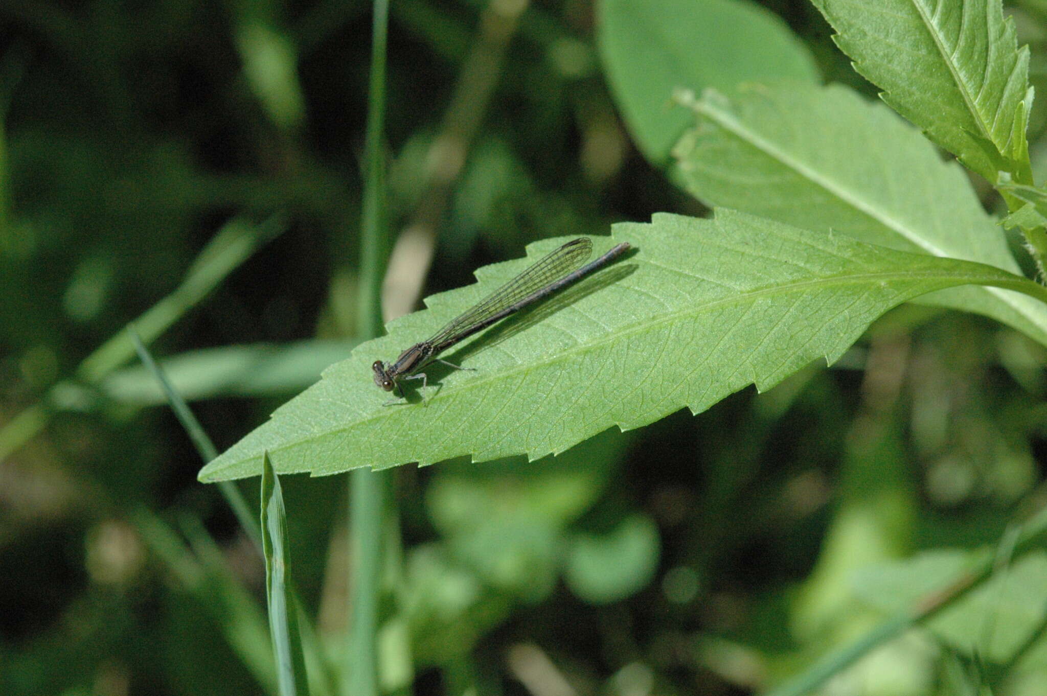 Image of Variable Dancer