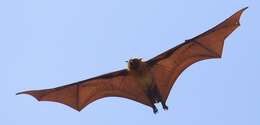 Image of Madagascan Flying Fox