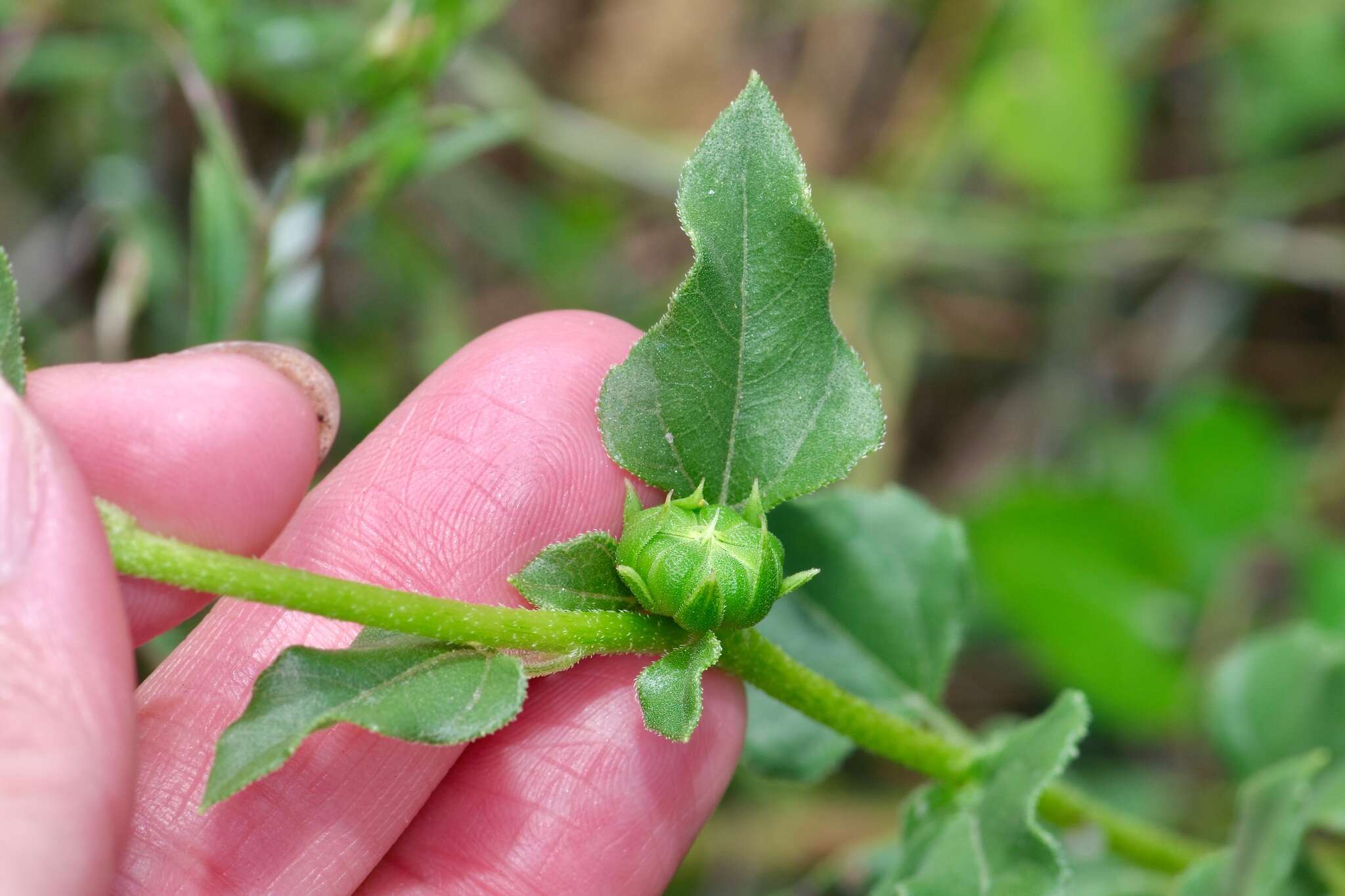 Image of Texas sunflower