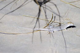 Plancia ëd Acanthodactylus dumerilii (Milne-edwards 1829)