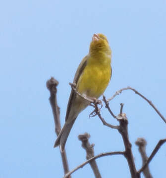 Image of Atlantic Canary