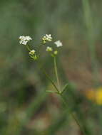 Image of Galium estebanii Sennen