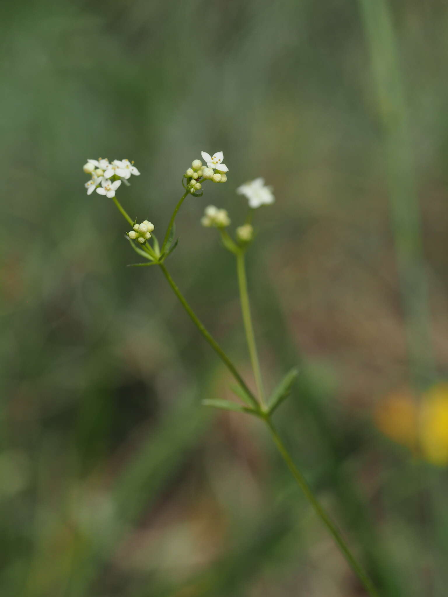 Image of Galium estebanii Sennen