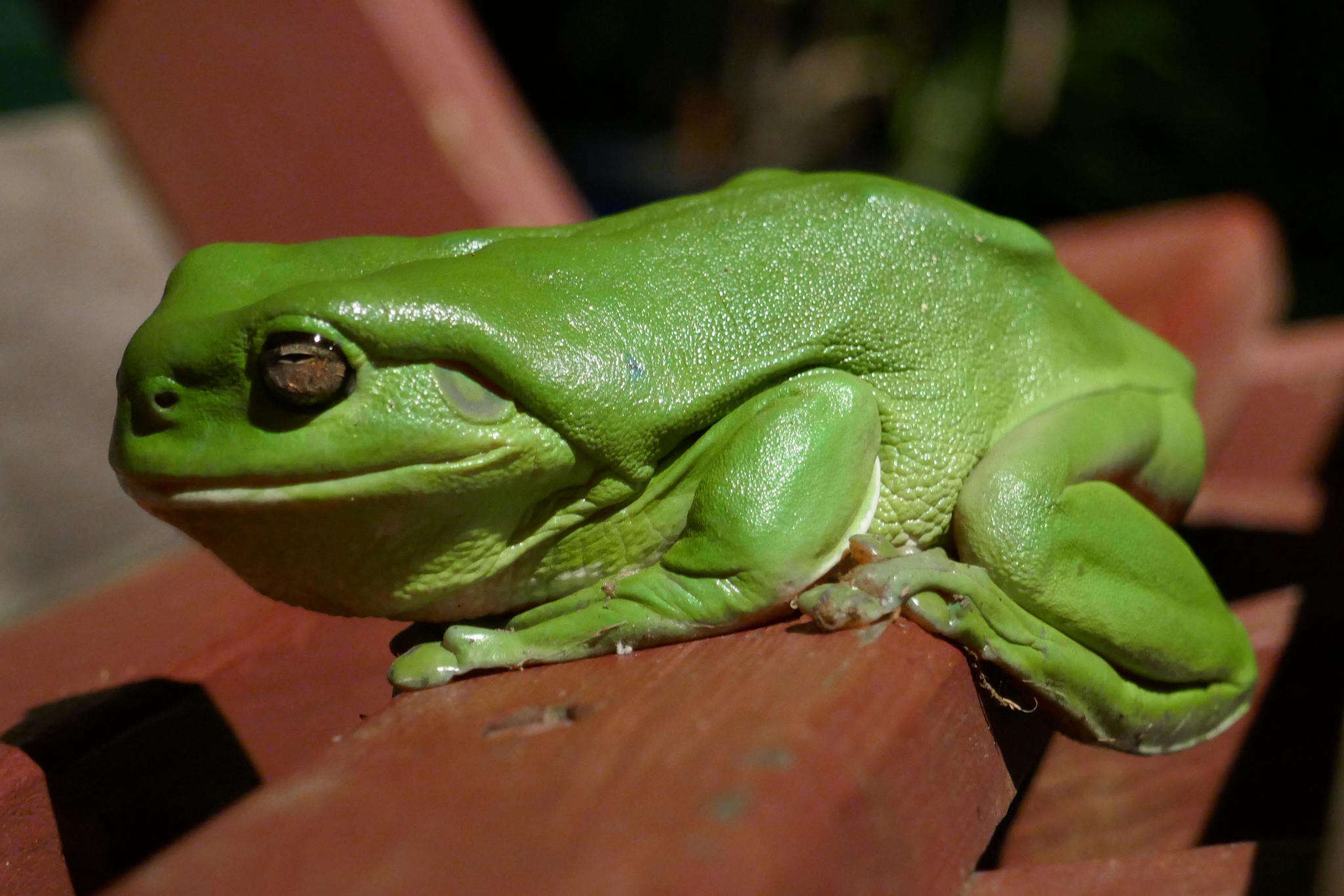 Imagem de Ranoidea caerulea (White 1790)