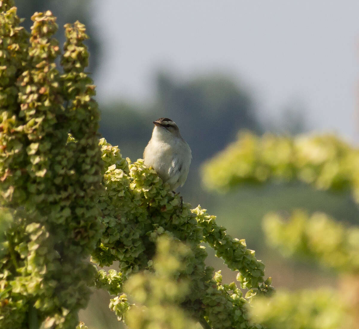 Image of Sedge Warbler