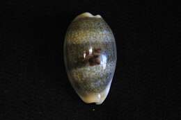 Image of mistaken cowrie