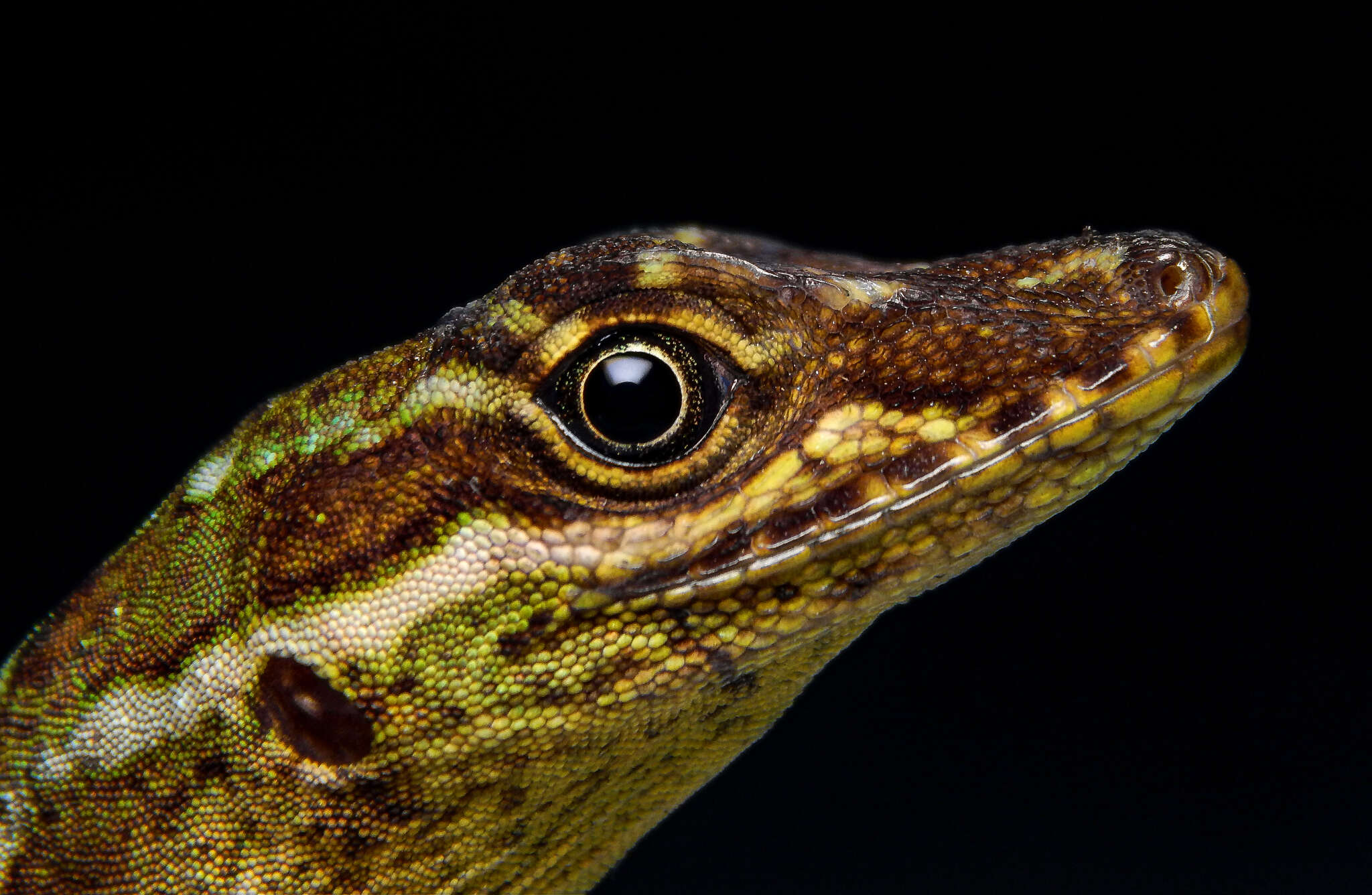 Image of Anolis anoriensis Velasco, Gutiérrez-cárdenas & Quintero-angel 2010