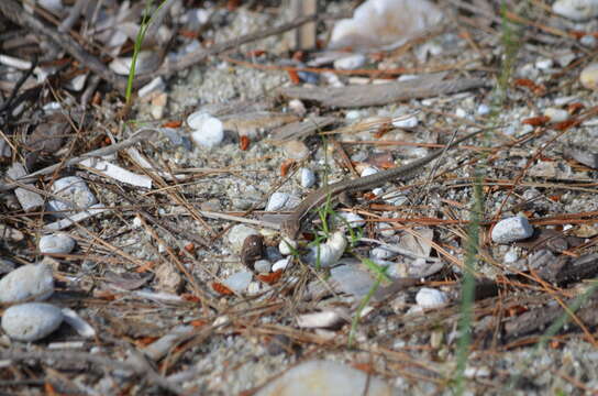 Image of Erhard's Wall Lizard