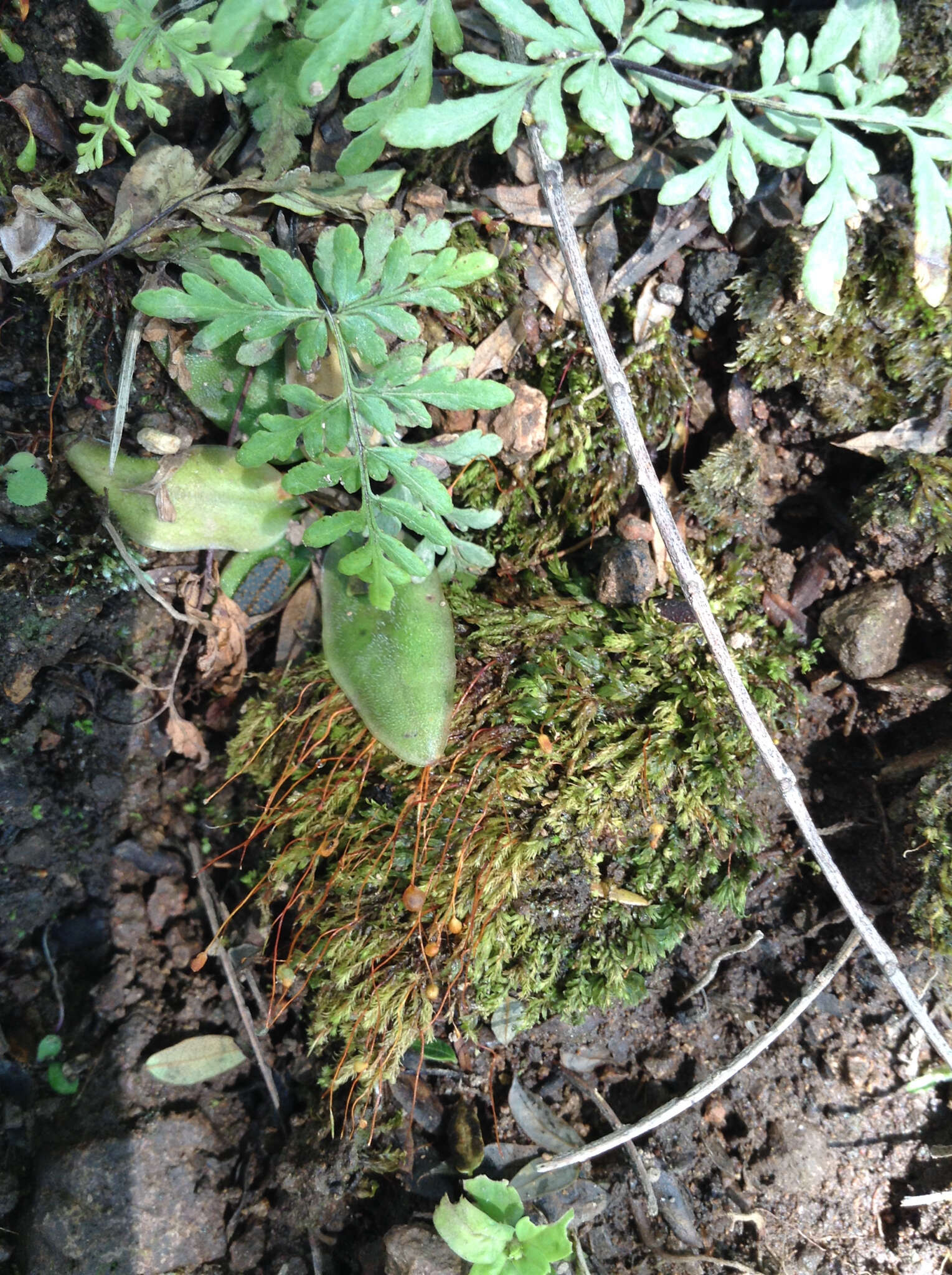 Image of Pinguicula parvifolia Robinson