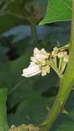 Image de Solanum stramonifolium Jacq.