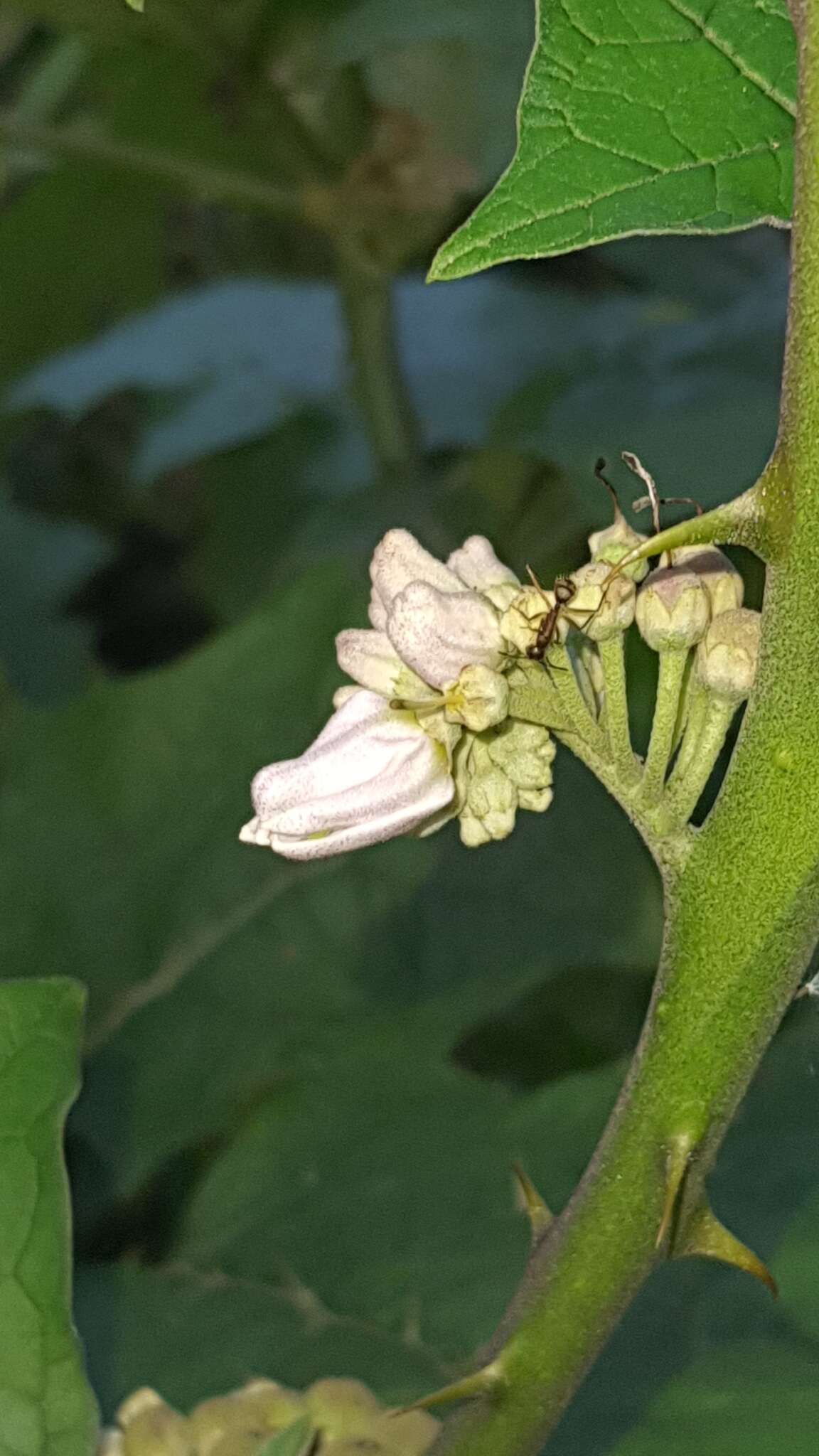 Image de Solanum stramonifolium Jacq.