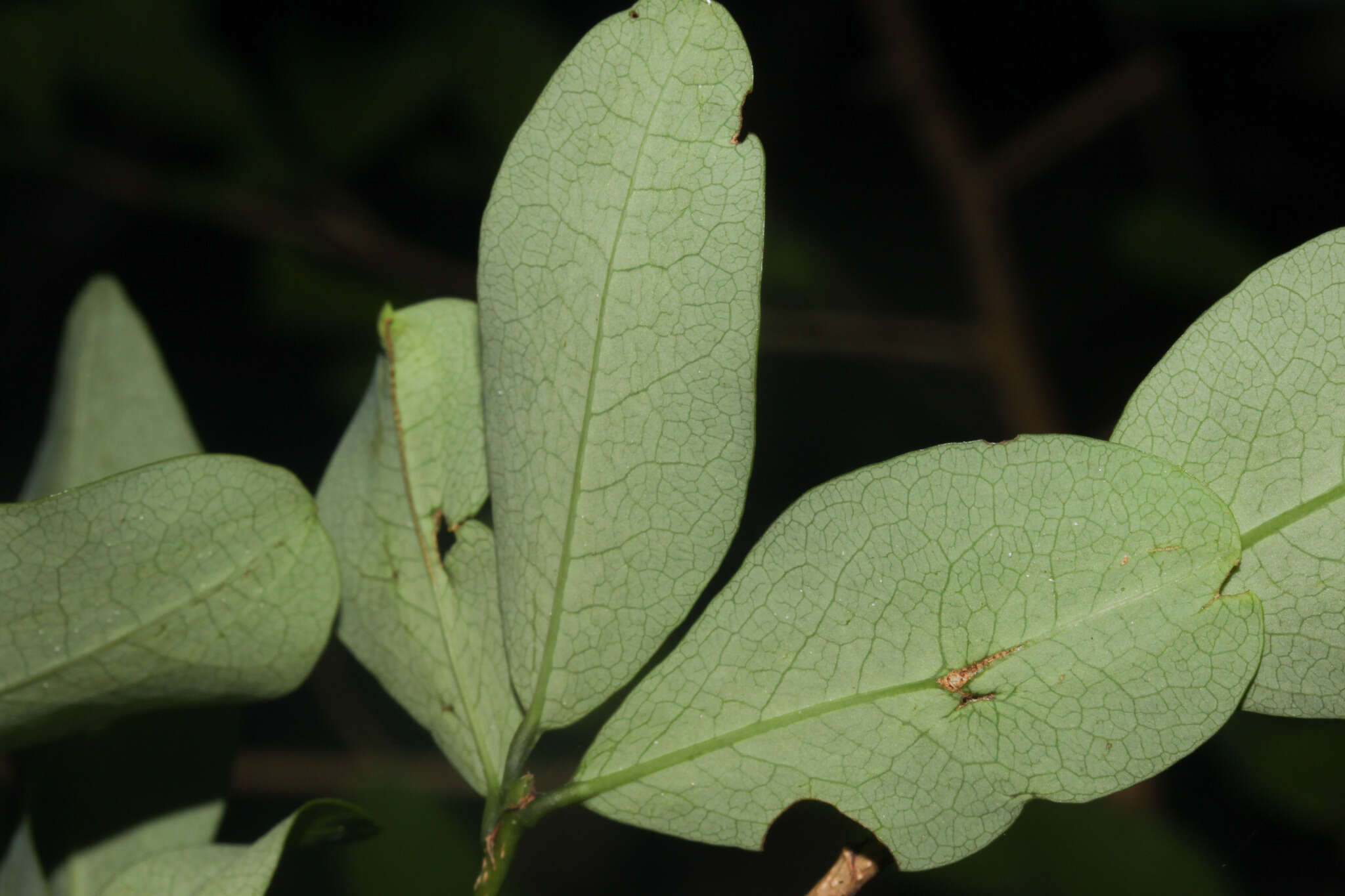 Image of Erythroxylum havanense Jacq.