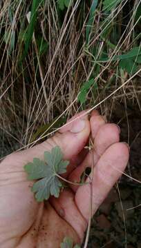 Image of Australasian geranium