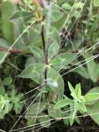 Image of arrowleaf clover