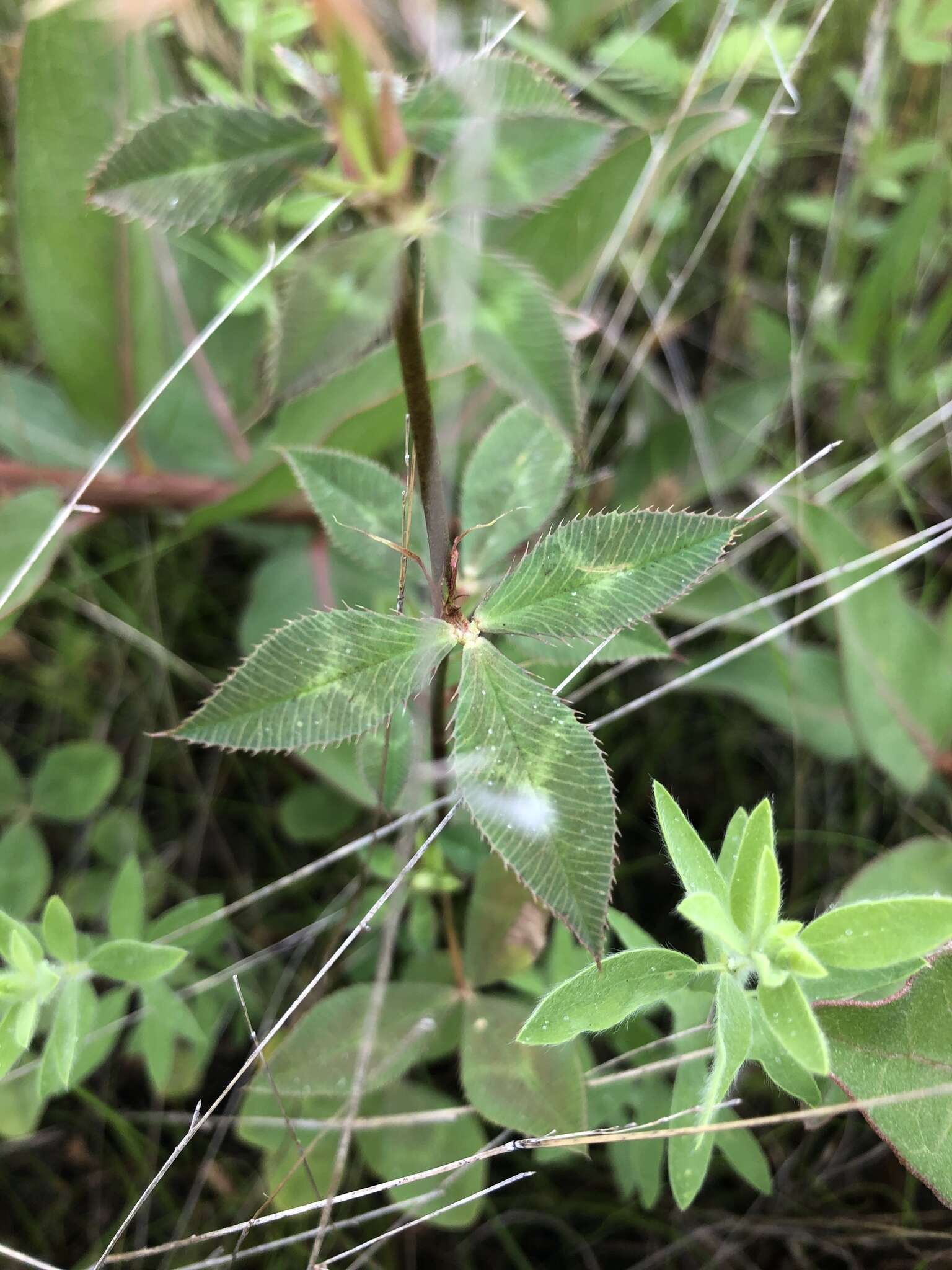 Image of arrowleaf clover