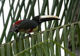 Image of Black-necked Aracari