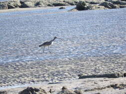 Image of Eastern Curlew