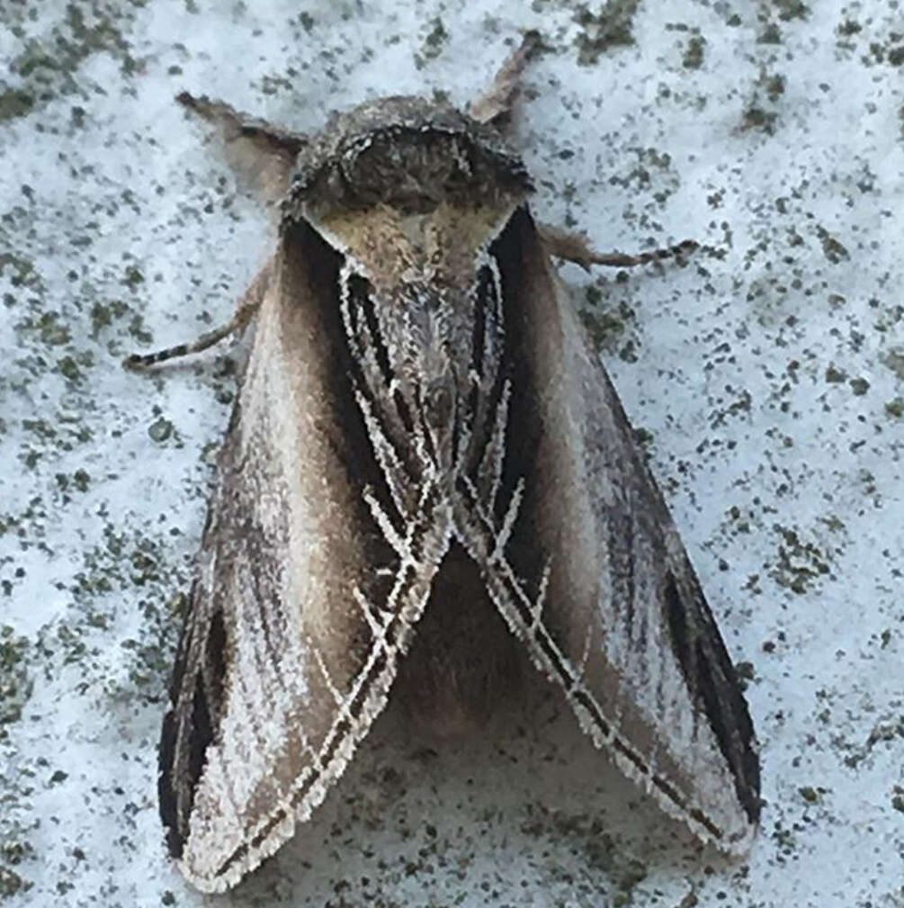 Image of Greater Swallow Prominent