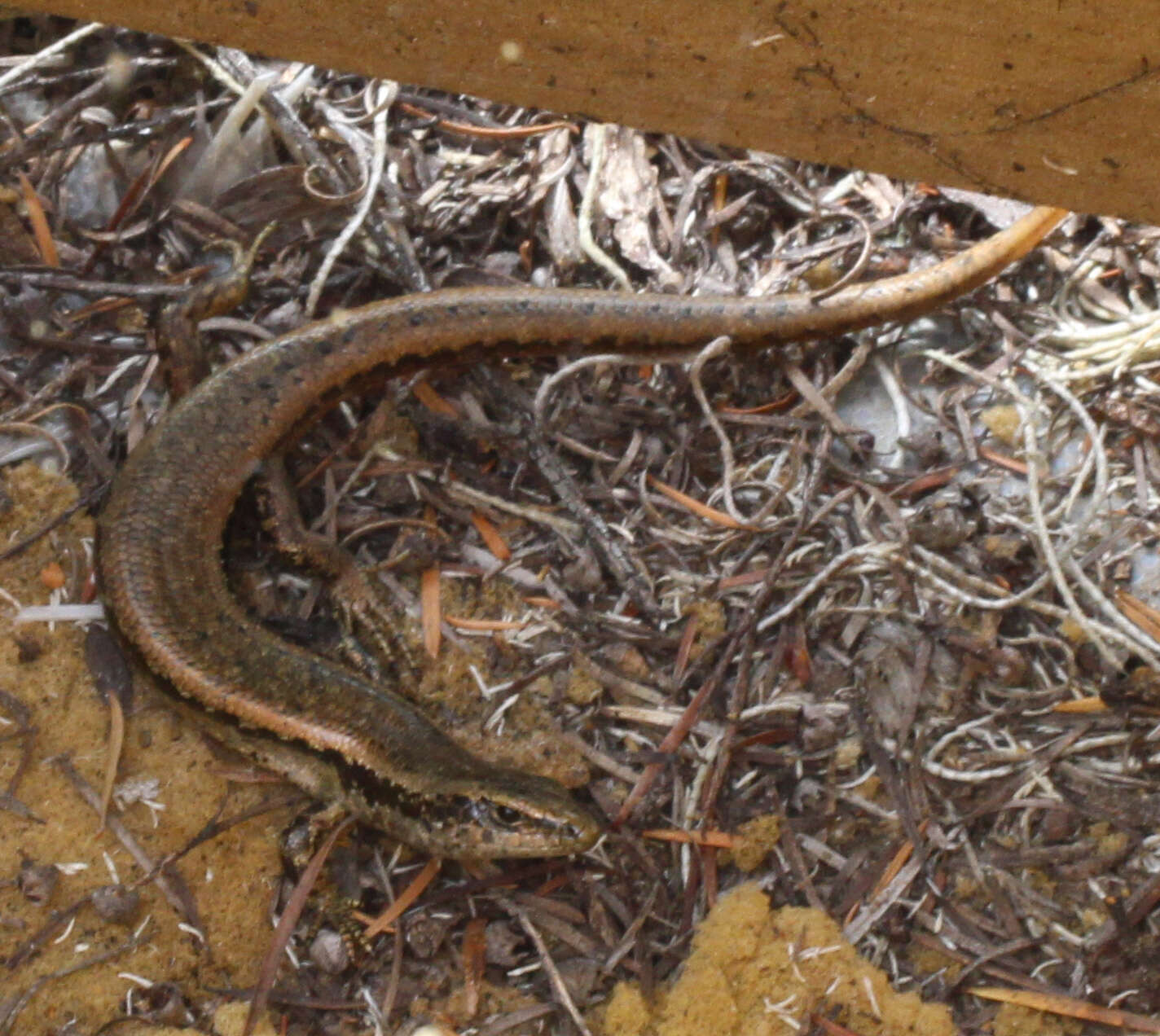 Image of Shore skink