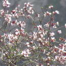 Sivun Prunus bucharica (Korsh.) B. Fedtsch. kuva